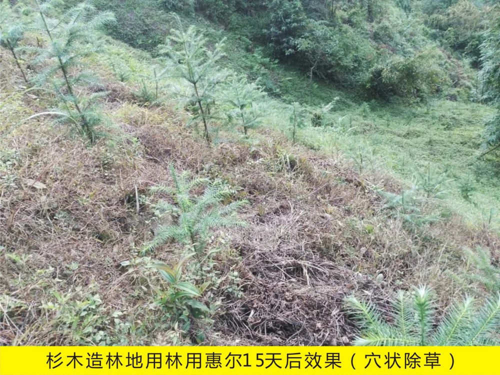 云南省田疇縣使用林用惠爾防除杉木造林地除草效果